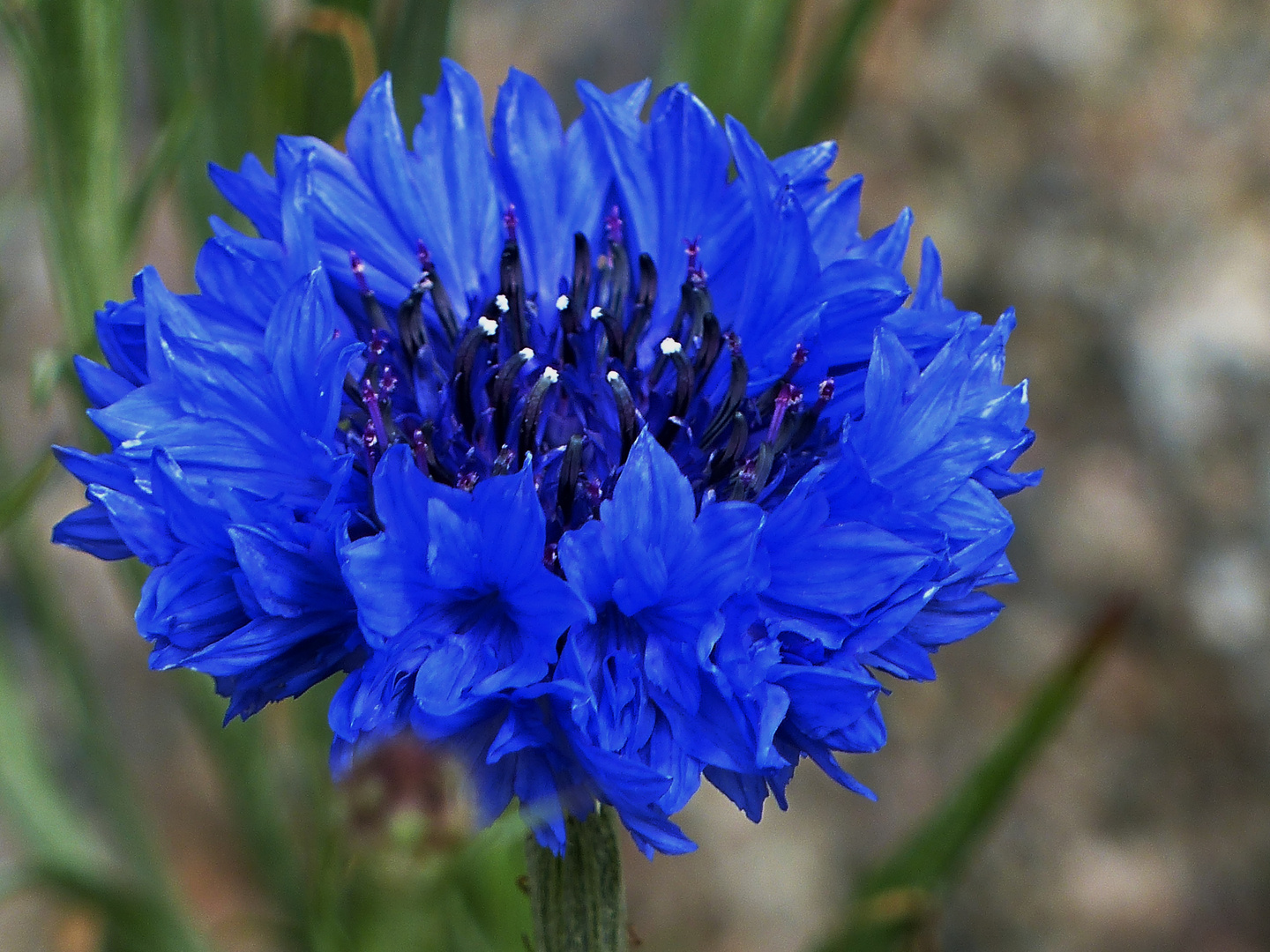 kornblumenblau