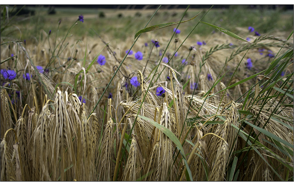 kornblumenblau von Doris K 