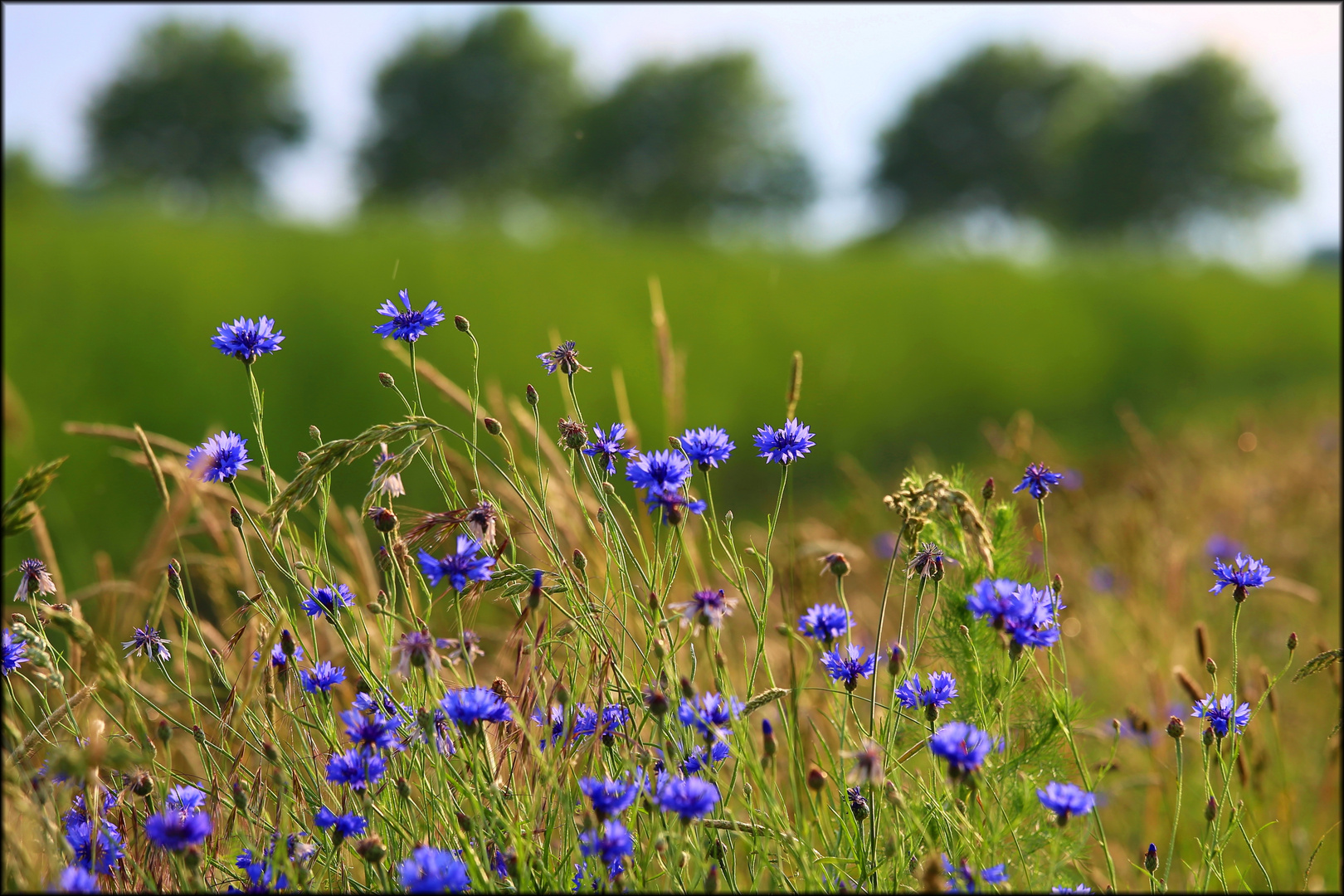 Kornblumenblau