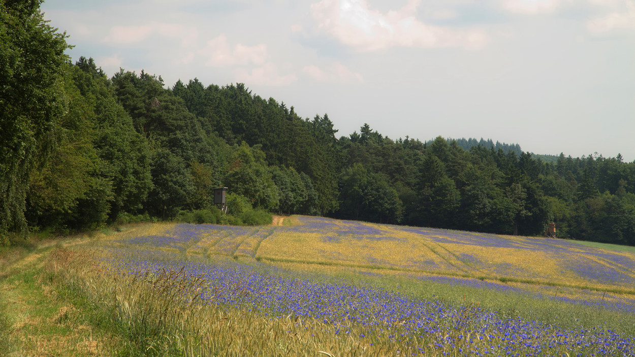 "Kornblumenblau"