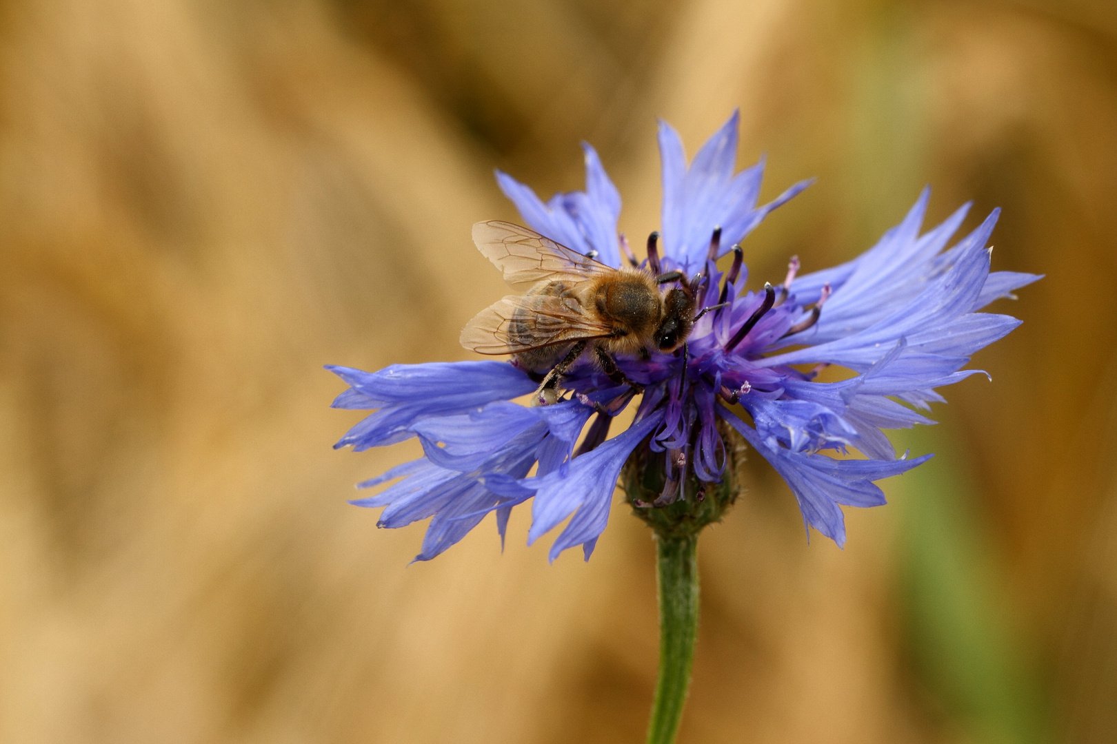 Kornblumenblau