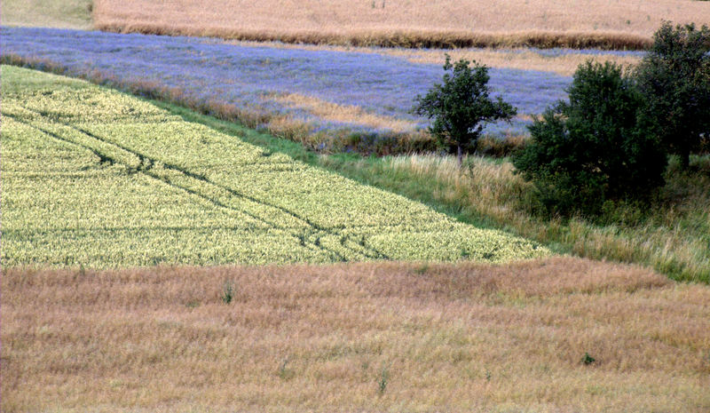 kornblumenblau