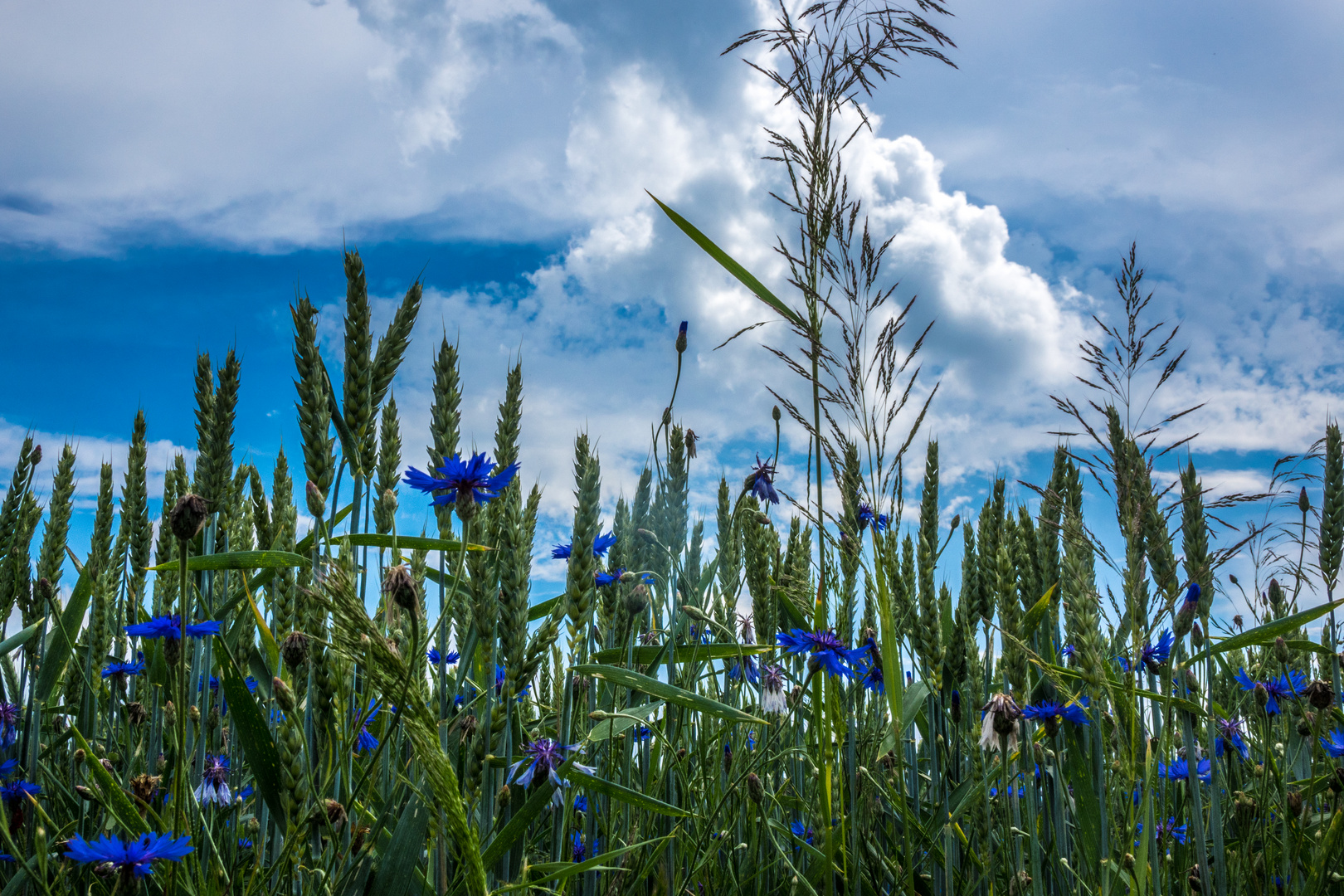 kornblumenblau