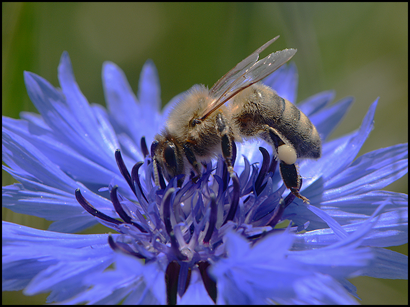 Kornblumenblau