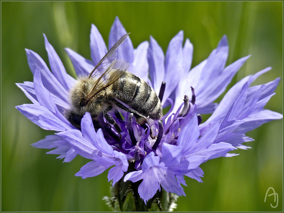 kornblumenblau