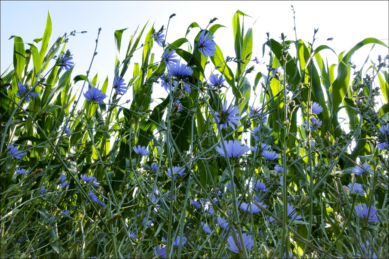 Kornblumenblau