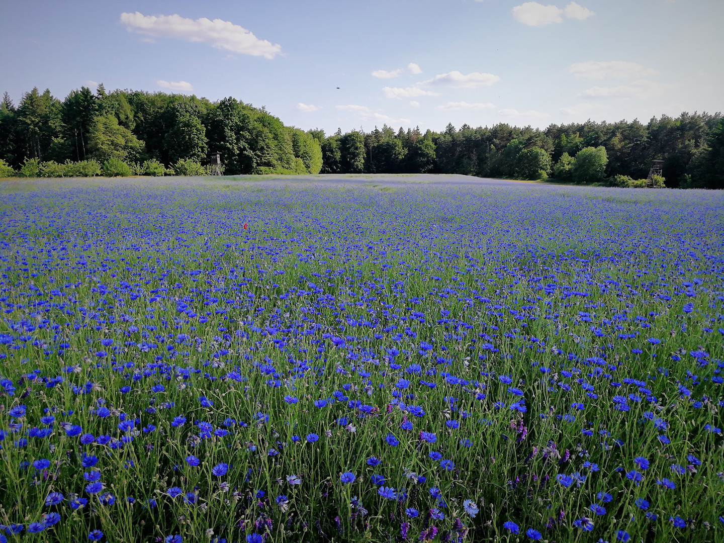 Kornblumenblau...