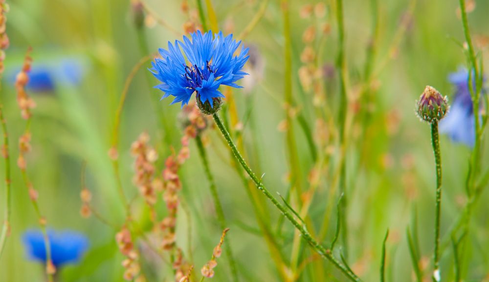 Kornblumenblau...