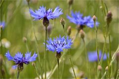 Kornblumen...blau