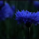 []...kornblumenblau...[]