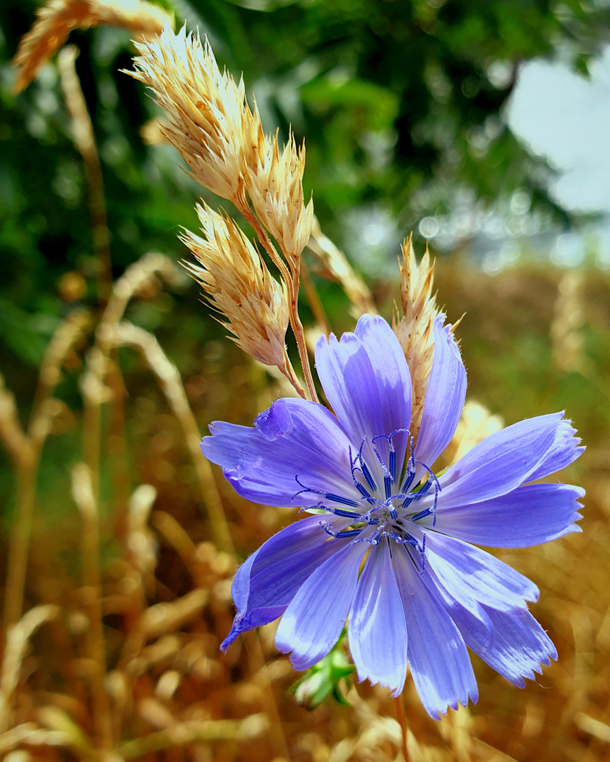 Kornblumenblau