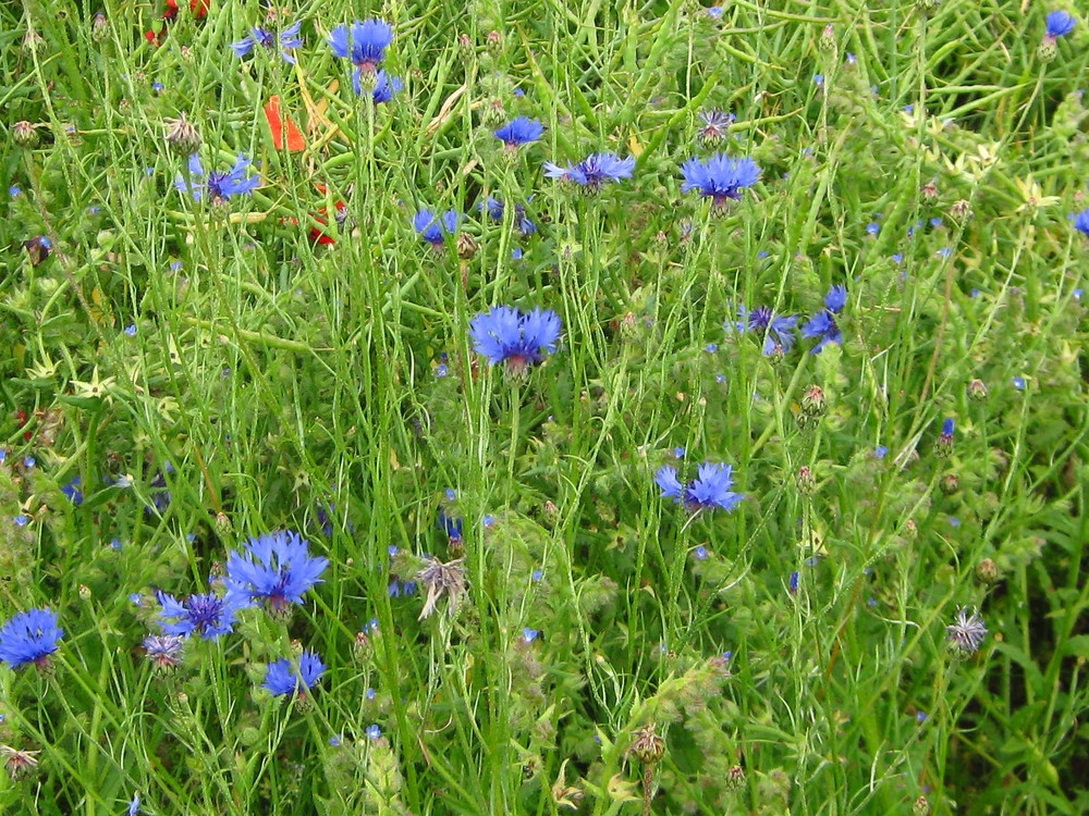 Kornblumenblau