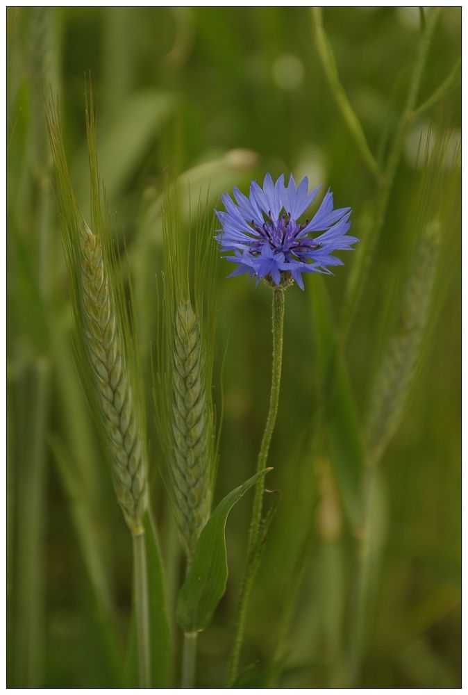 kornblumenblau