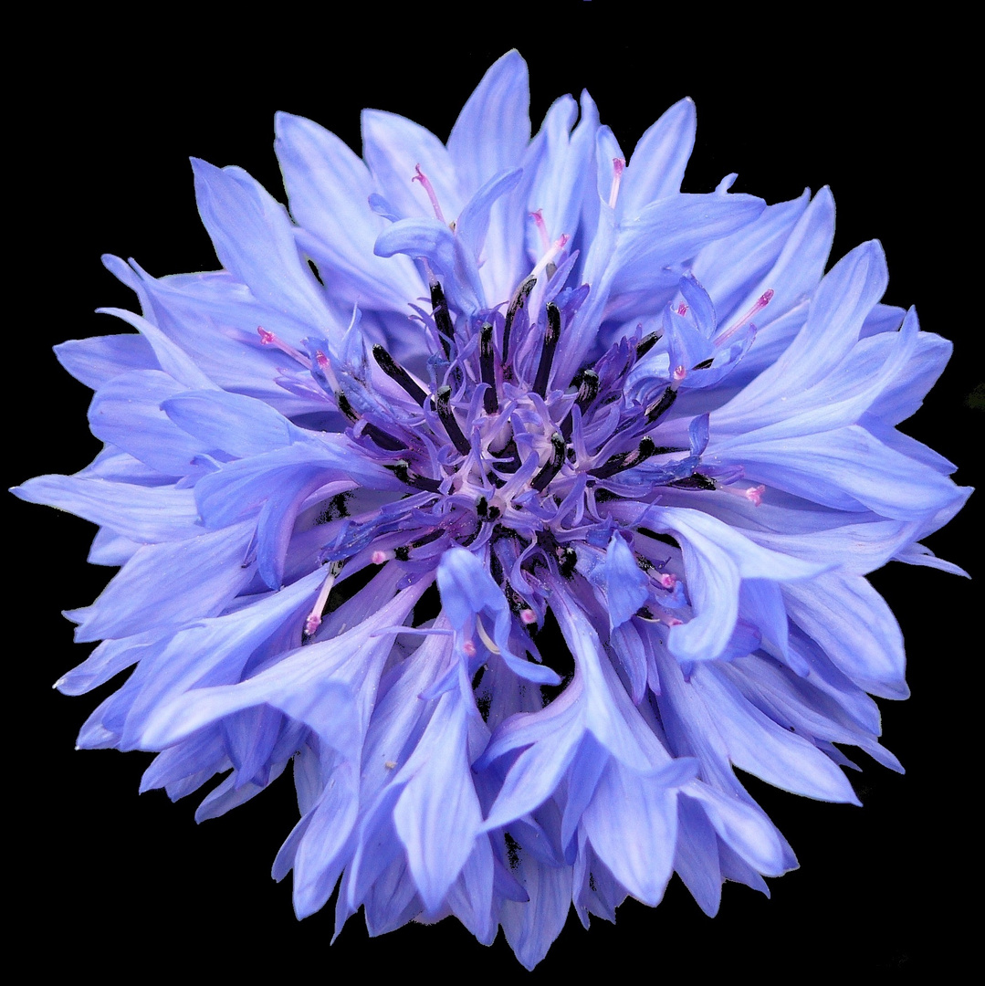 Kornblumenblau - ein wundervolle Farbe