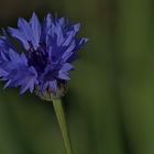 Kornblumenblau