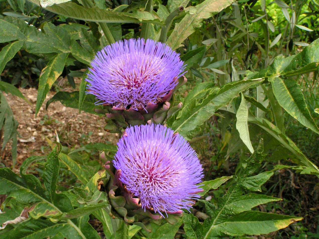 Kornblumenblau