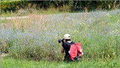 ... kornblumenblau ...