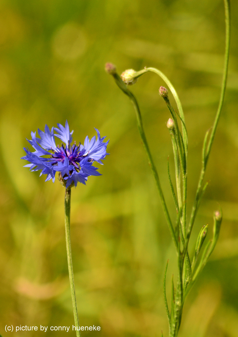 Kornblumenblau 