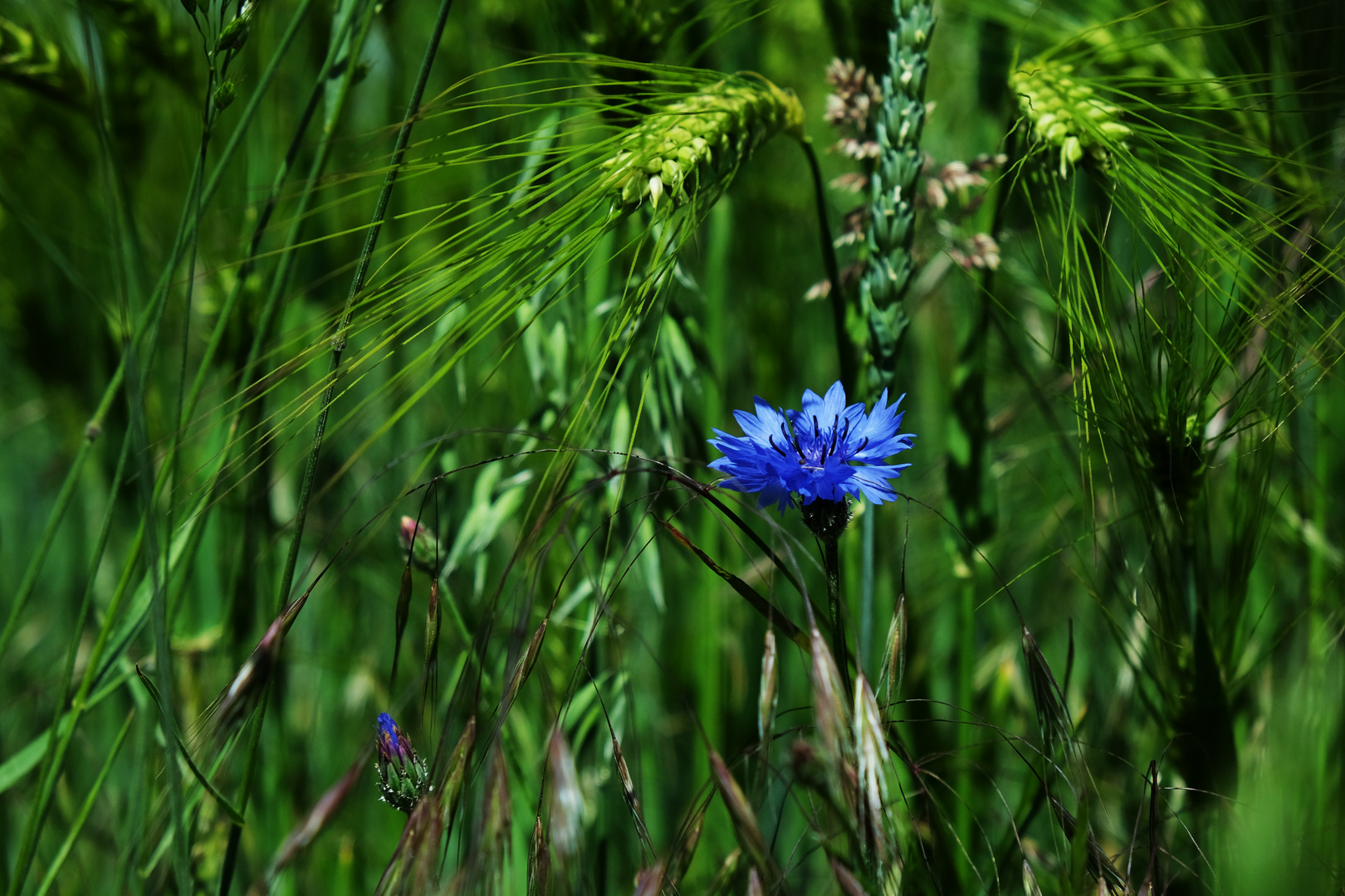 Kornblumenblau