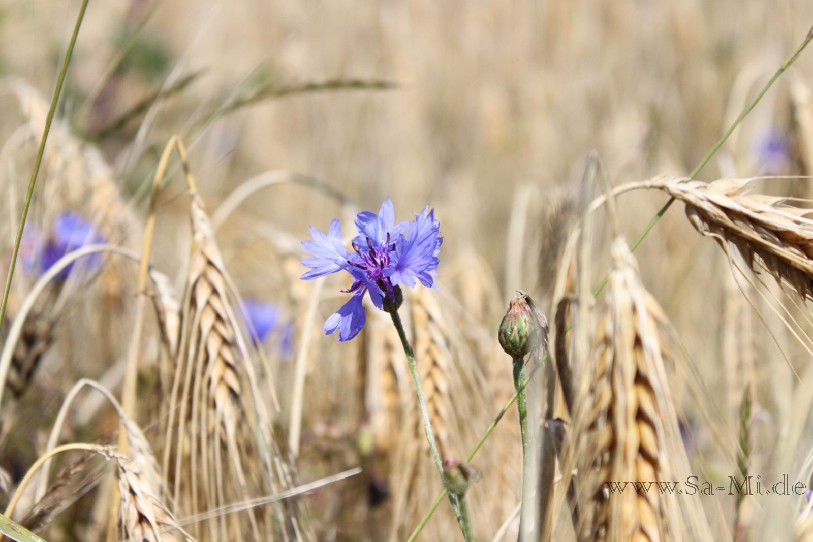 Kornblumenblau