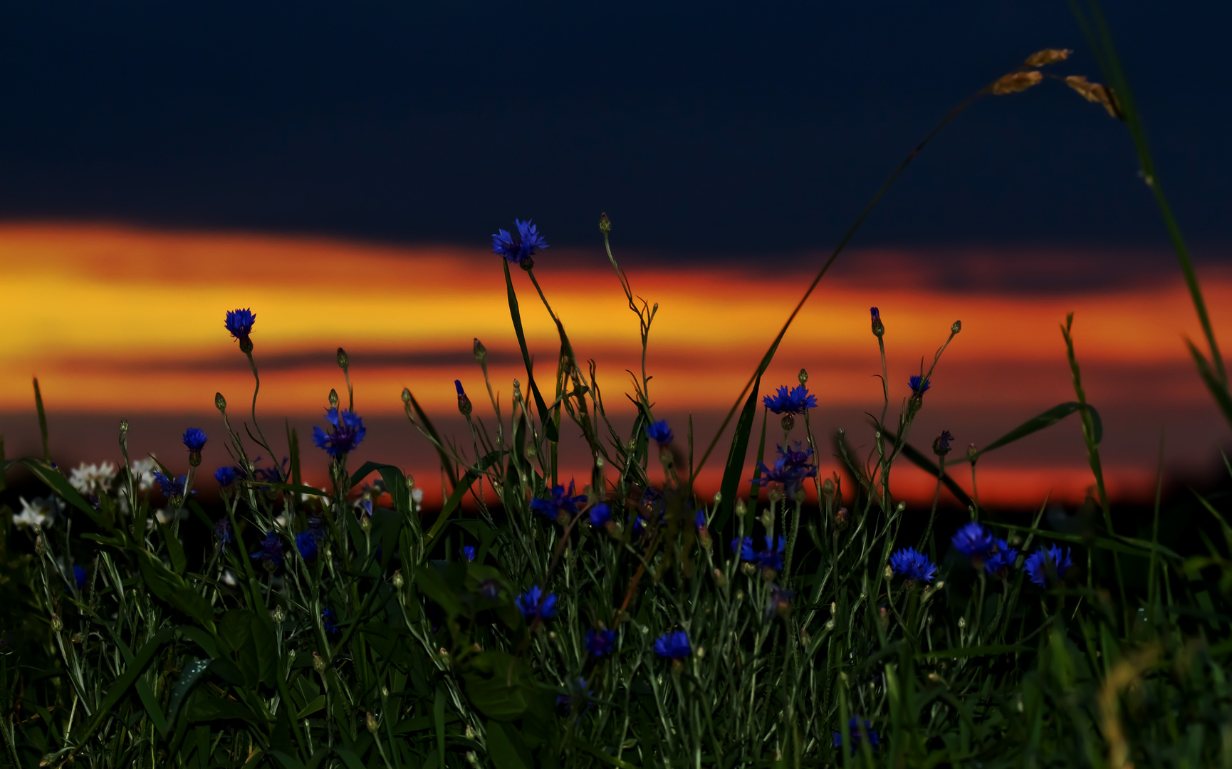 Kornblumenblau im Abendrot