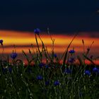 Kornblumenblau im Abendrot