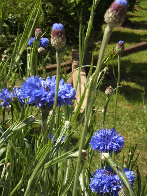 Kornblumenblau - in einem Garten