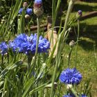 Kornblumenblau - in einem Garten