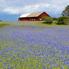 Kornblumenblau in Schweden