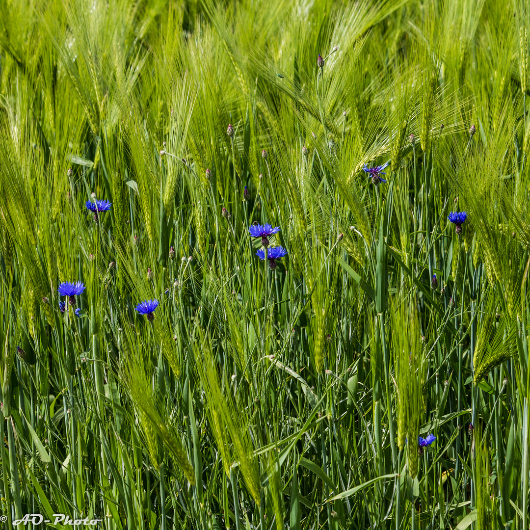 Kornblumenblau sind...