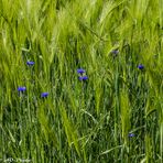 Kornblumenblau sind...