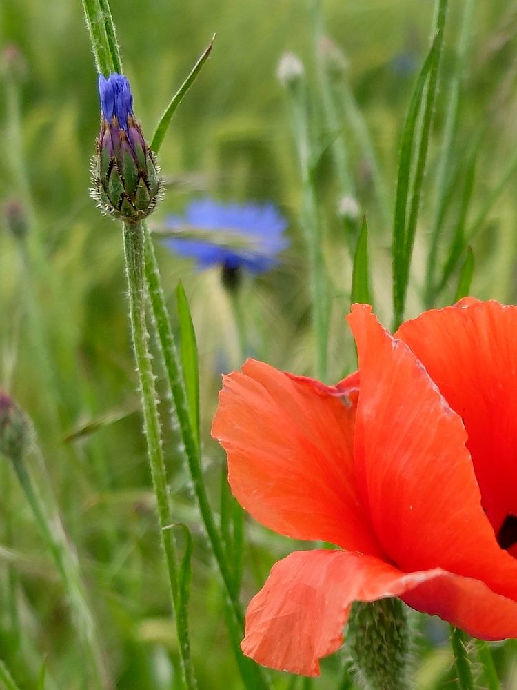 Kornblumenblau und Feuerrot