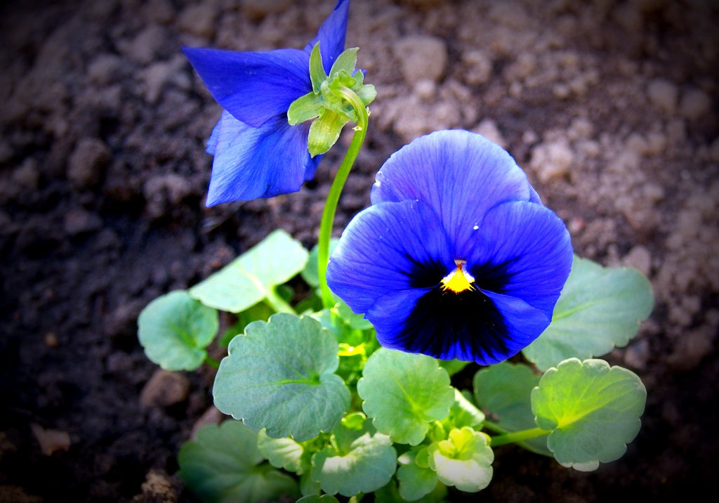 kornblumenblau und gar nicht stiefmütterlich