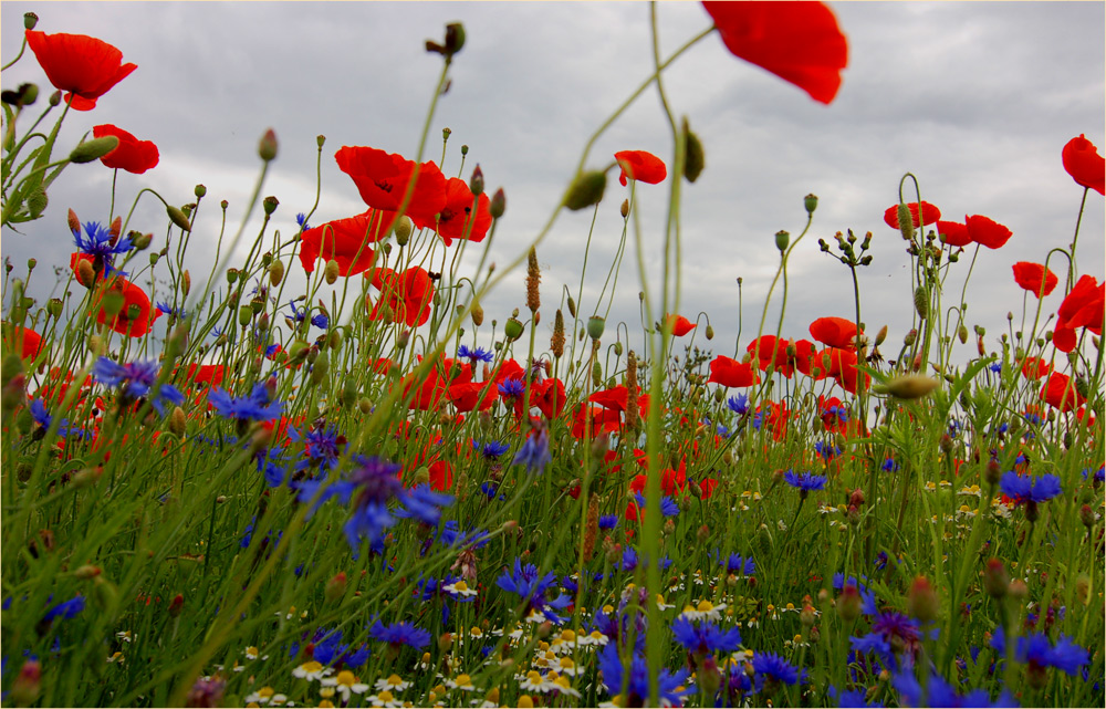 kornblumenblau und mohnrot II