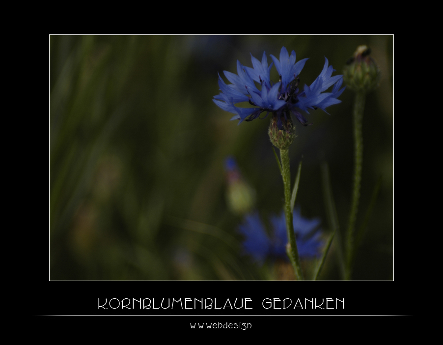 Kornblumenblaue Gedanken