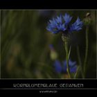 Kornblumenblaue Gedanken