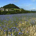 Kornblumenblaue  - Mittwochsgrüße aus dem Schwabenländle