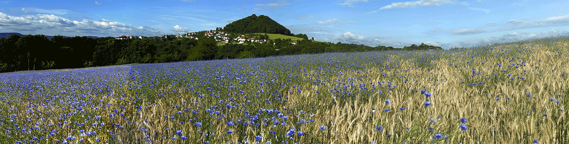 Kornblumenblaue  - Mittwochsgrüße aus dem Schwabenländle