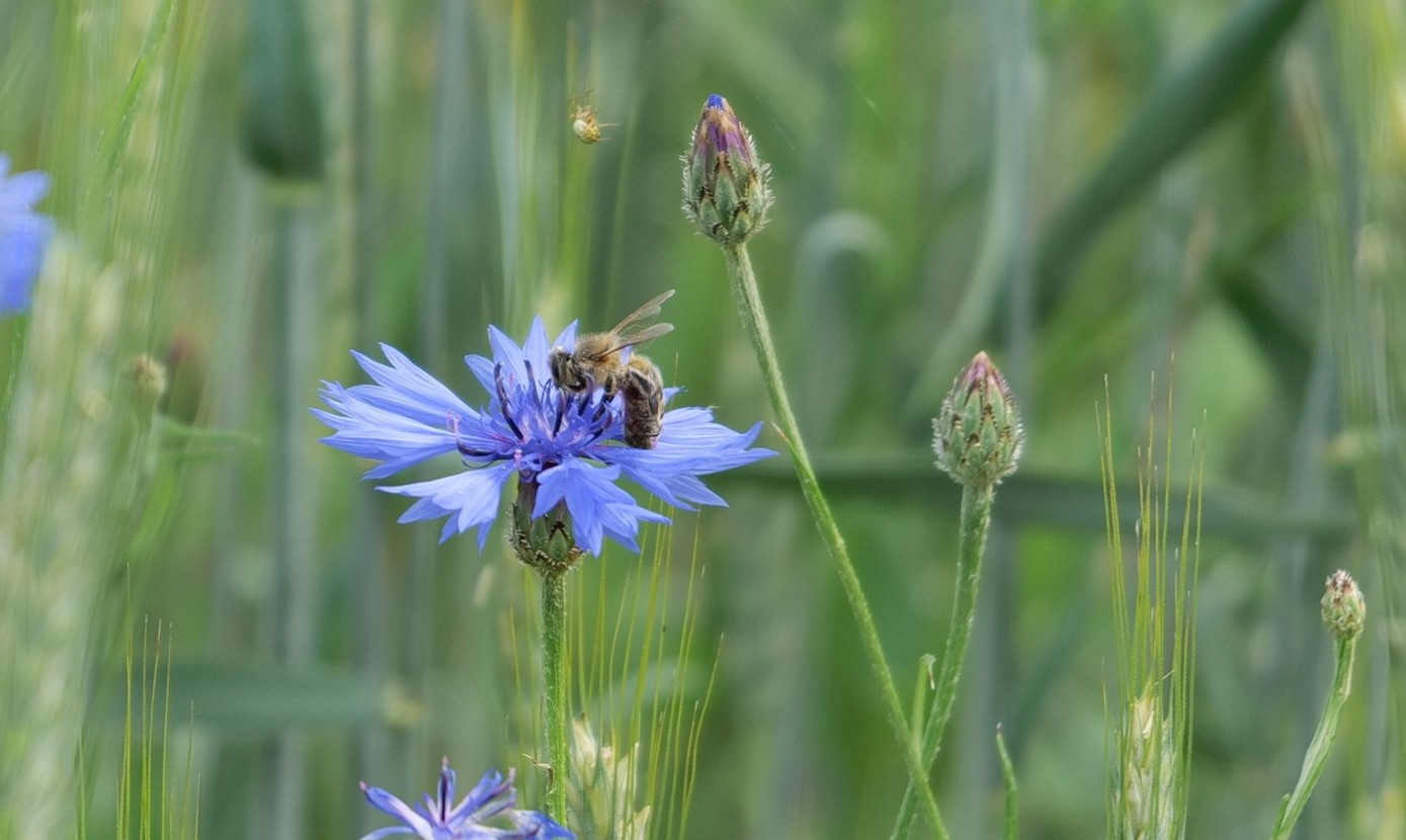 Kornblumenblaues Mittwochsblümchen