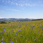 Kornblumenblick