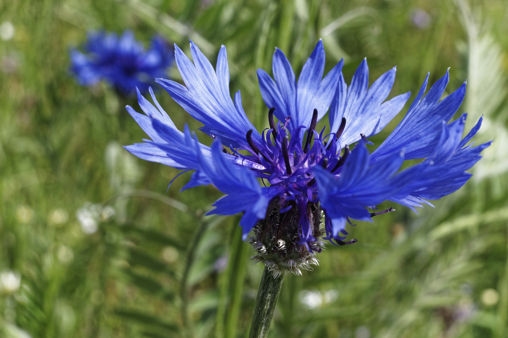 Kornblumenblüte