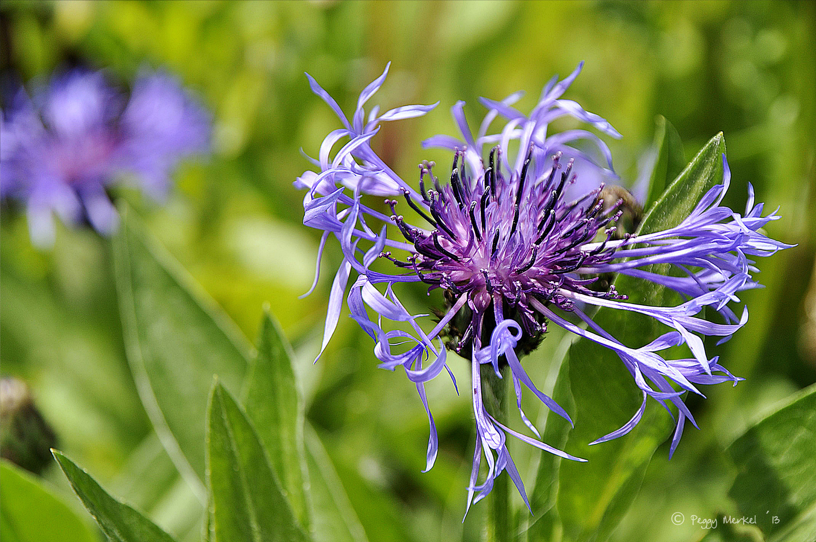 Kornblumenblüte