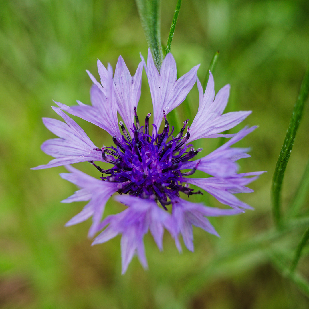 Kornblumenblüte in violett