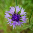 Kornblumenblüte in violett