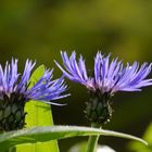 Kornblumenblütenblau ...