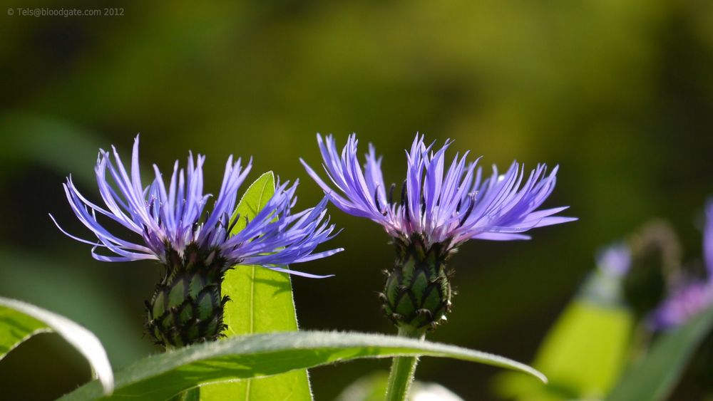 Kornblumenblütenblau ...