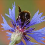 Kornblumenblütenstaubumklammererin