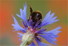 Kornblumenblütenstaubumklammererin