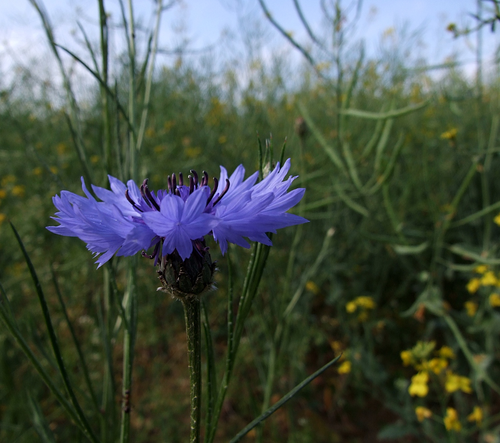 Kornblumendetail