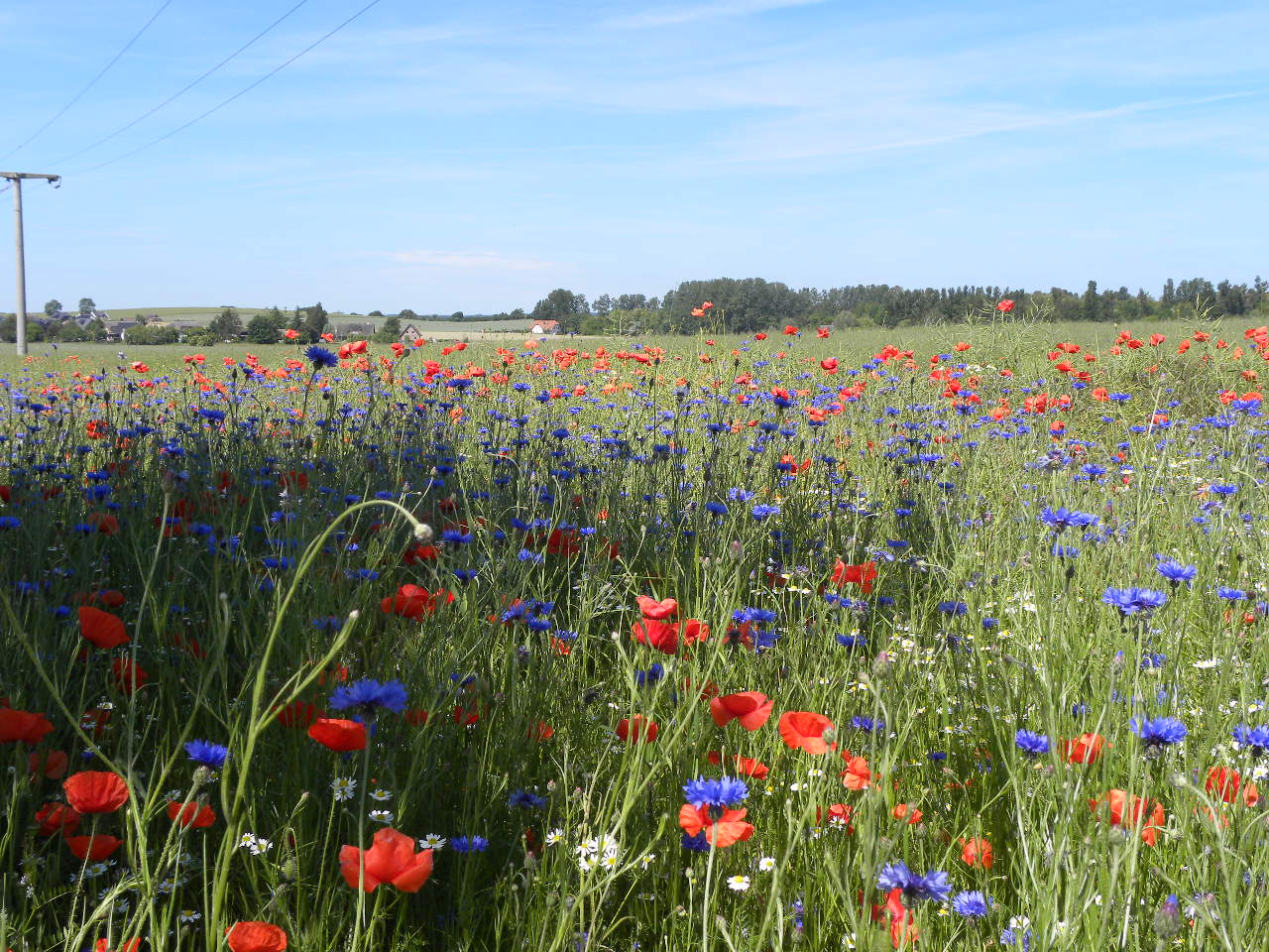 Kornblumenfeld auf Rügen